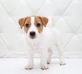 Puppy sitting on floor. Jack russell terrier. Small adorable doggy with funny