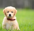 Puppy Sitting In the grass