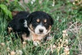 Puppy Sitting in the grass