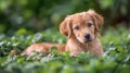 Puppy Sitting in Grass at Sunset Royalty Free Stock Photo