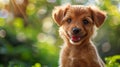 Puppy Sitting in Grass at Sunset Royalty Free Stock Photo