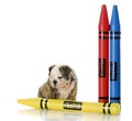 Puppy sitting with large crayons