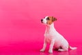 Puppy sitting on a pink background. A trained little dog fulfills the command to sit still. Purebred Shorthair Jack