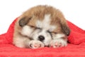 Puppy sleep, covered with a blanket Royalty Free Stock Photo
