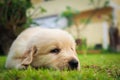 Puppy sleep on the grass. Royalty Free Stock Photo