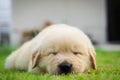 Puppy sleep on the grass. Royalty Free Stock Photo