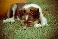 Puppy sleep on the grass with pumpkin Royalty Free Stock Photo