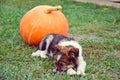 Puppy sleep on the grass with pumpkin Royalty Free Stock Photo