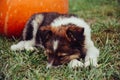 Puppy sleep on the grass with pumpkin Royalty Free Stock Photo