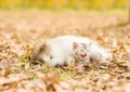 Puppy sleep with tabby kitten on the autumn foliage in the park Royalty Free Stock Photo