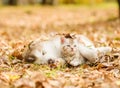 Puppy sleep with tabby kitten on the autumn foliage in the park Royalty Free Stock Photo