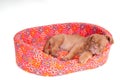 Puppy sleeping Royalty Free Stock Photo