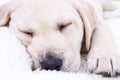 Dog Sleeping on Bed Royalty Free Stock Photo