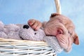 Puppy Sleeping in Basket Royalty Free Stock Photo