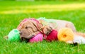 Puppy sleeping with clews of thread on green grass