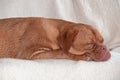 Puppy Sleeping on Comfy Sofa