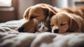 puppy sleeping on the couch Cat and dog sleeping together. Kitten and puppy taking nap. Home pets. Animal care. Love and friends Royalty Free Stock Photo