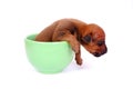 Puppy sleeping in a cup Royalty Free Stock Photo