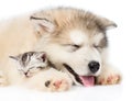 Puppy sleeping with kitten. isolated on white background Royalty Free Stock Photo