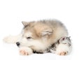 Puppy sleeping with kitten. isolated on white background Royalty Free Stock Photo