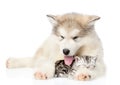 Puppy with sleeping kitten. isolated on white background Royalty Free Stock Photo