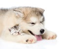 Puppy sleeping with kitten. isolated on white background Royalty Free Stock Photo