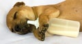 Puppy sleeping with milk baby bottle Royalty Free Stock Photo