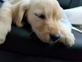 Puppy sleeping