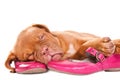 Puppy sleeping on shoes Royalty Free Stock Photo