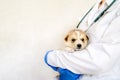 Puppy sleeps on the hand.care for a purebred dog. Day of the mutts July 31. In the hands of a vet doctor in the clinic. pet before