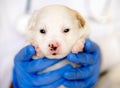 Puppy sleeps on the hand.care for a purebred dog. Day of the mutts July 31. In the hands of a vet doctor in the clinic. pet before