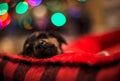 Sleeping Christmas Puppy