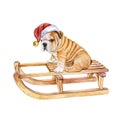 Puppy on the sleigh. Dog English Bulldog in Santa hat isolated on white background Royalty Free Stock Photo