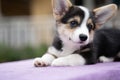 Puppy small corgi dog sitting on the table in summer sunny day, animal concept