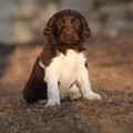 Puppy of Small Munsterlander