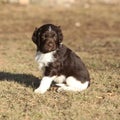 Puppy of Small Munsterlander Royalty Free Stock Photo