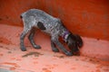 Puppy sniffing bucket