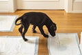 Puppy sniffing a diaper on the floor Royalty Free Stock Photo