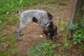 Puppy sniffing ground