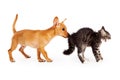 Puppy Sniffing Scared Kitten Royalty Free Stock Photo