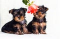 puppy sniffs a flower Yorkshire Terrier