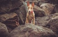 Puppy snow stones Royalty Free Stock Photo