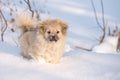 Puppy in the snow in the winter