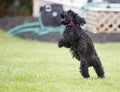 Puppy with soap bubbles Royalty Free Stock Photo