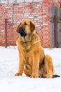 Puppy Spanish Mastiff Royalty Free Stock Photo