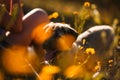 Puppy spanish mastiff in a field of yellow flowers Royalty Free Stock Photo