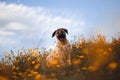 Puppy spanish mastiff in a field of yellow flowers Royalty Free Stock Photo