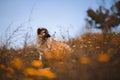 Puppy spanish mastiff in a field of yellow flowers Royalty Free Stock Photo