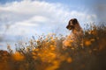 Puppy spanish mastiff in a field of yellow flowers Royalty Free Stock Photo