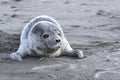 Puppy spotted seal which lies on a sandy beach on ocean
